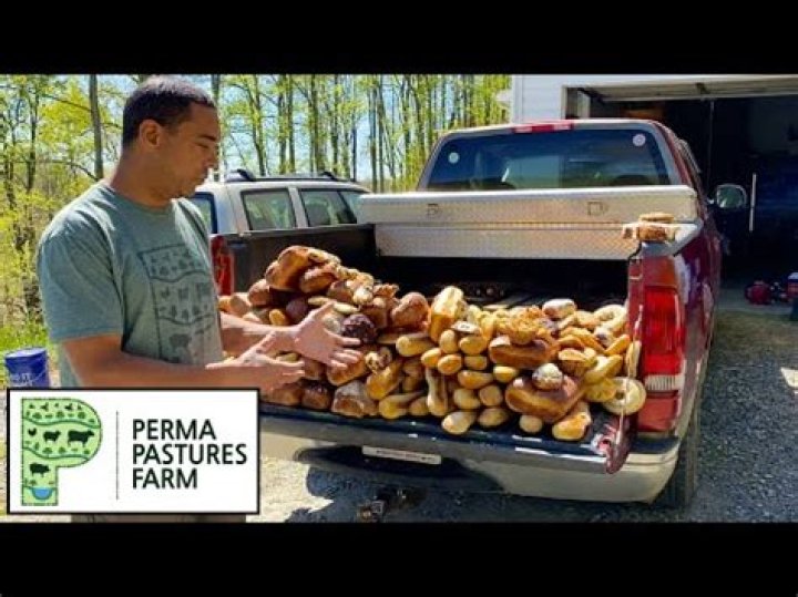 Can pigs eat bread?