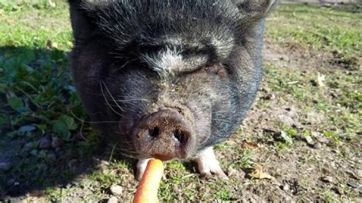 Can pigs eat carrots?