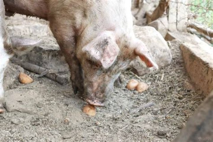 Can pigs eat cuties?