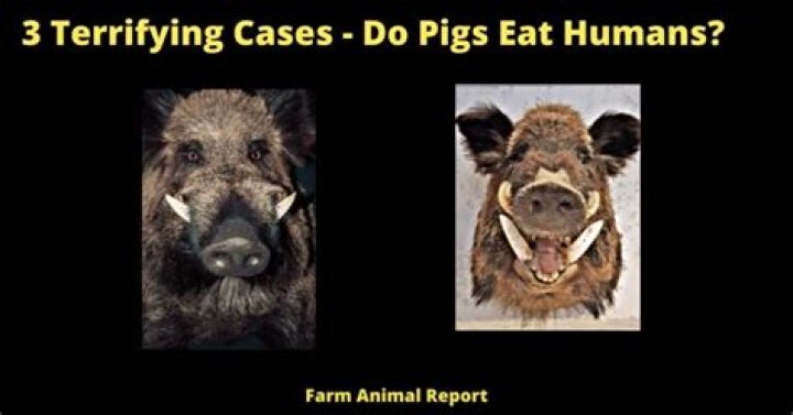 Can pigs eat humans?
