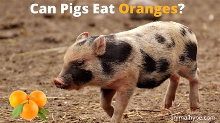 Can pigs eat oranges?