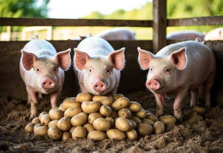 Can pigs eat raw potatoes?