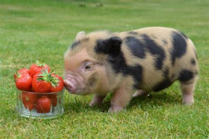 Can pigs eat strawberries?