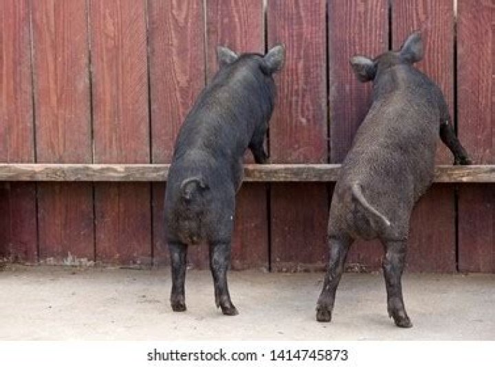 Can pigs stand on their hind legs?