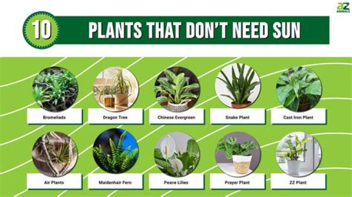 Can plants survive a day without sunlight?