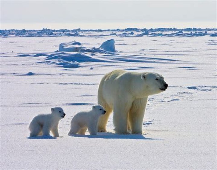 Can polar bears live in the jungle?