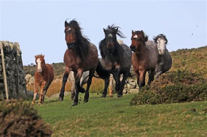 Can ponies gallop?