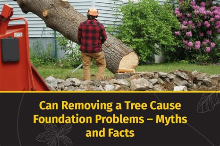 Can removing a tree cause foundation problems?
