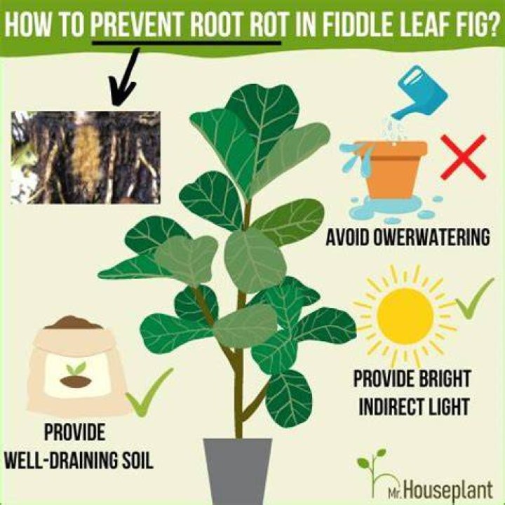 Can root rot be reversed?