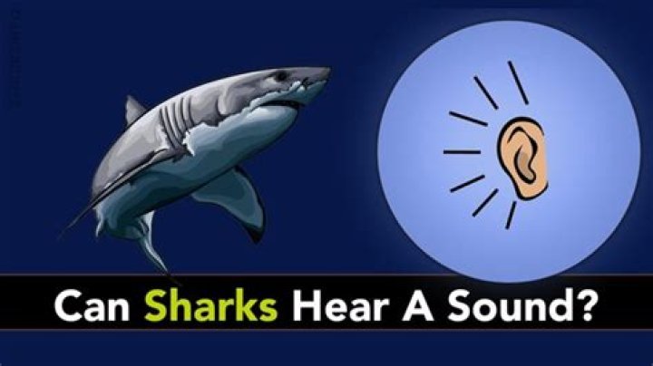 Can sharks hear heartbeat?