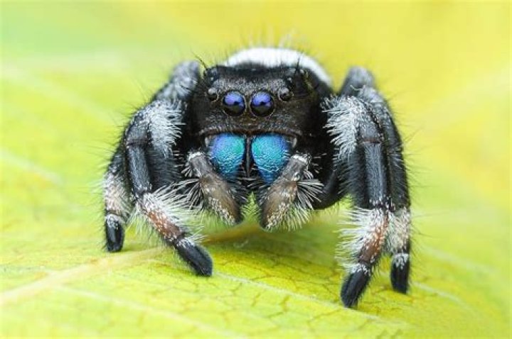 Can spiders hear me?