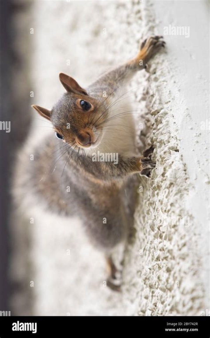 Can squirrels climb stucco walls?