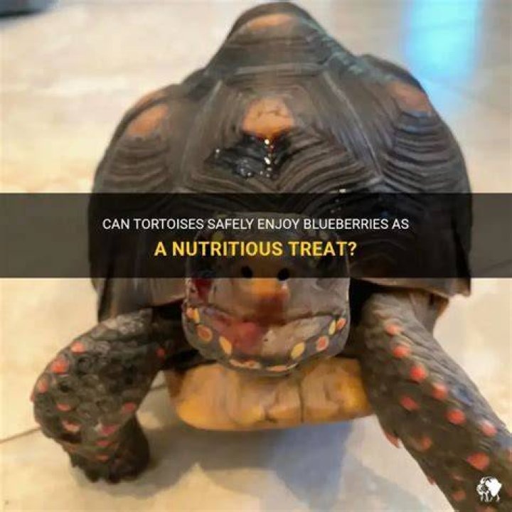 Can tortoises have blueberries?