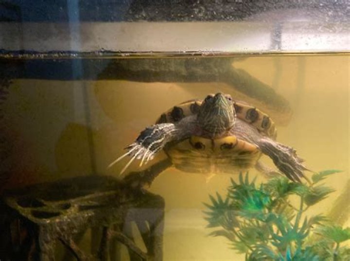 Can turtles drown?