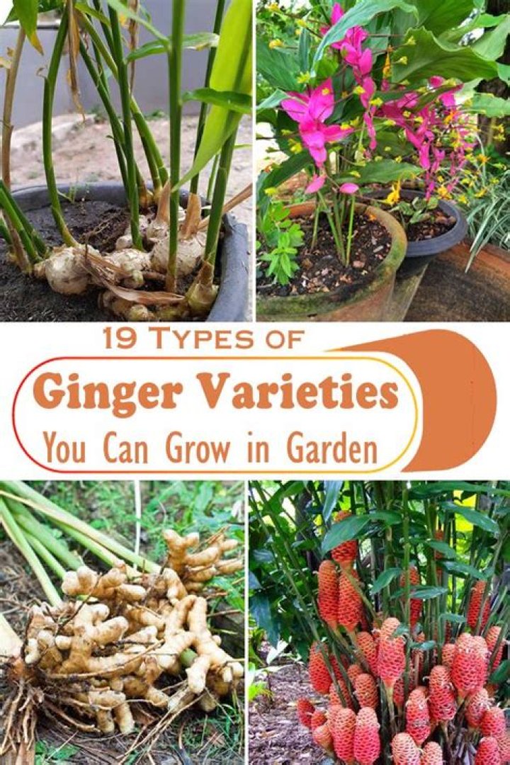 Can we put ginger in plants?