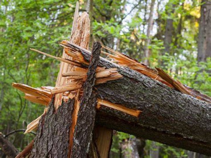 Can you break tree branches in golf?
