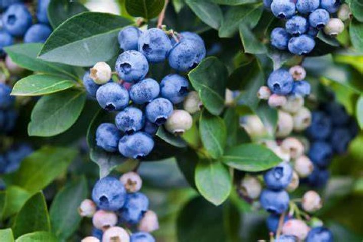Can you can blueberries?