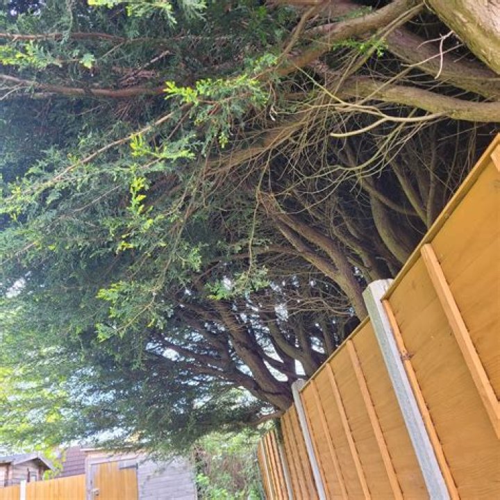 Can you cut back a Neighbour's overhanging tree?