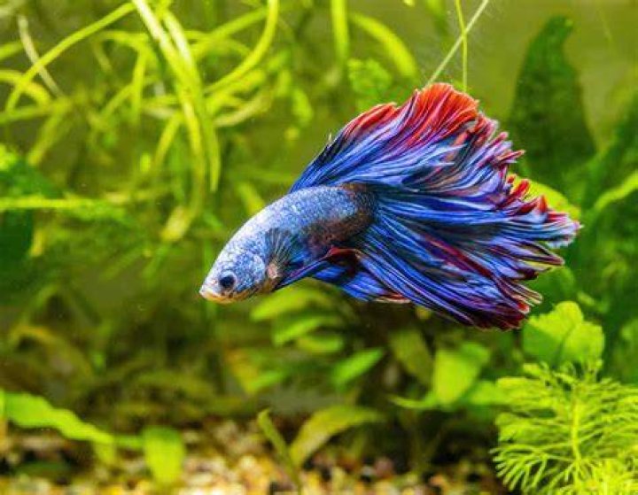Can you drown a fish pulling it backwards?