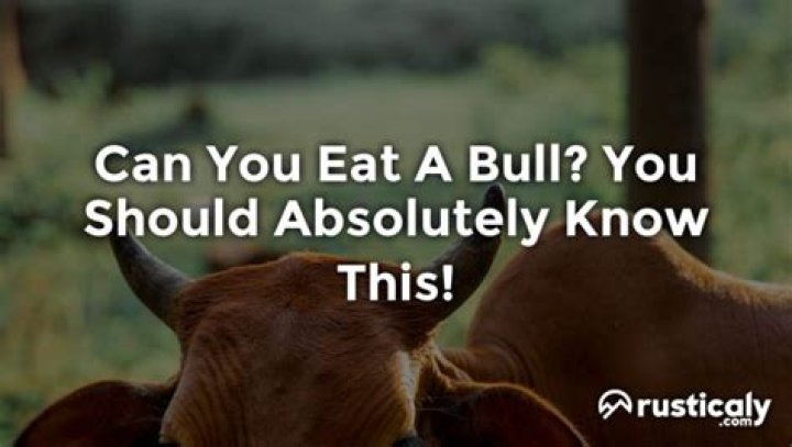 Can you eat a bull?