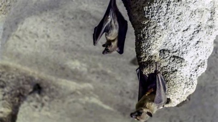 Can you eat bat poop?