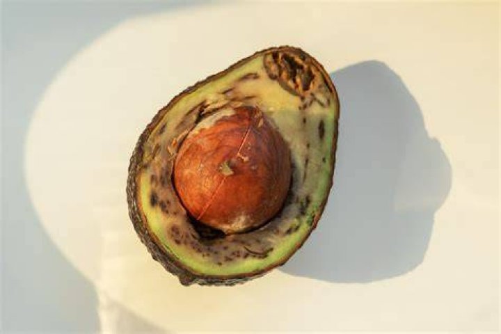 Can you eat Nostoc?