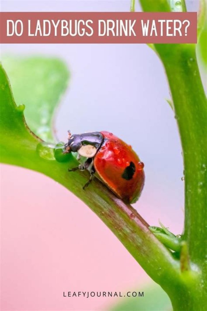 Can you feed ladybugs sugar water?