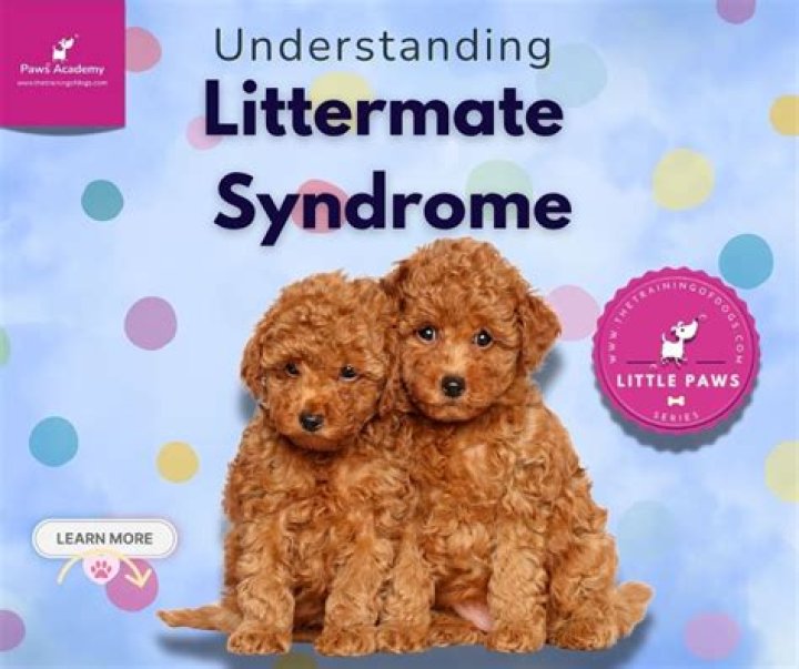 Can you fix littermate syndrome?