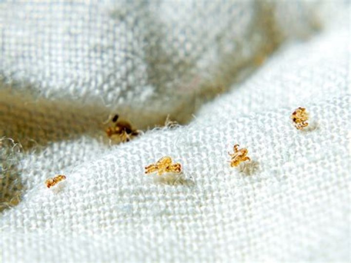 Can you get pubic lice from bedding?