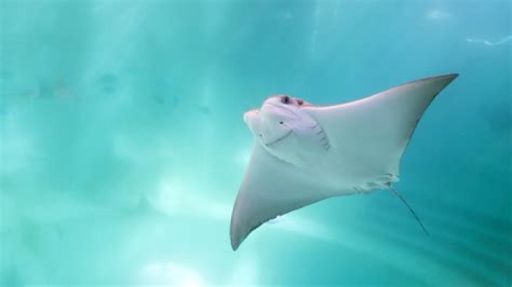 Can you grab a stingray by the tail?