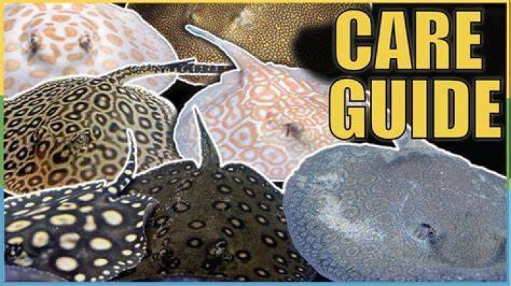 Can you have a pet stingray?