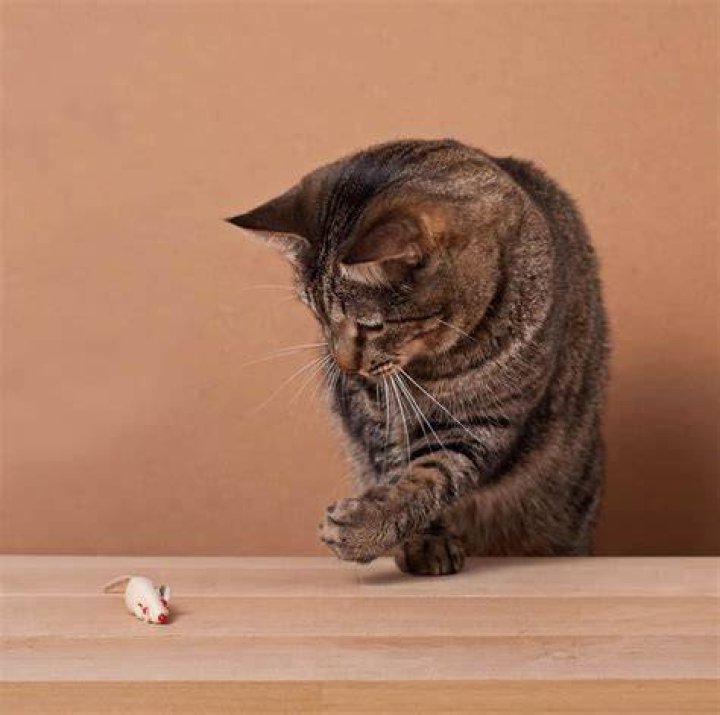 Can you hear mouse scratching?
