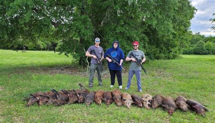 Can you hunt feral hogs in Texas without a license?
