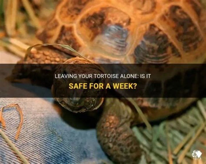 Can you leave a tortoise for a weekend?