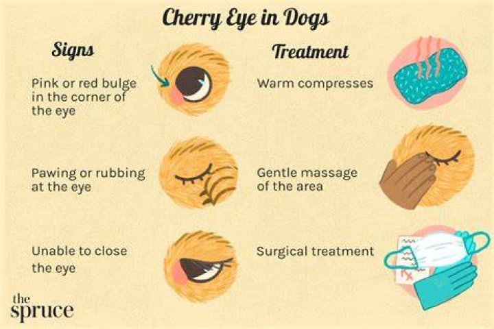 Can you massage cherry eye back in?