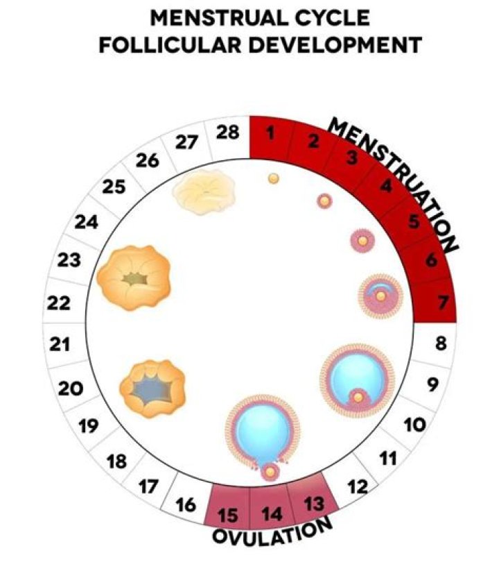 Can you ovulate twice?