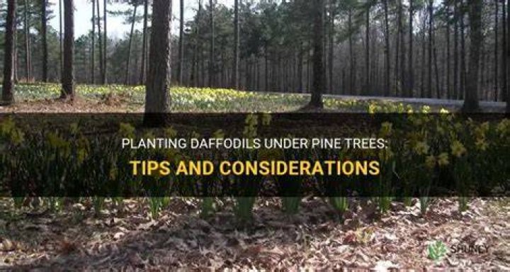 Can you plant daffodils under pine trees?