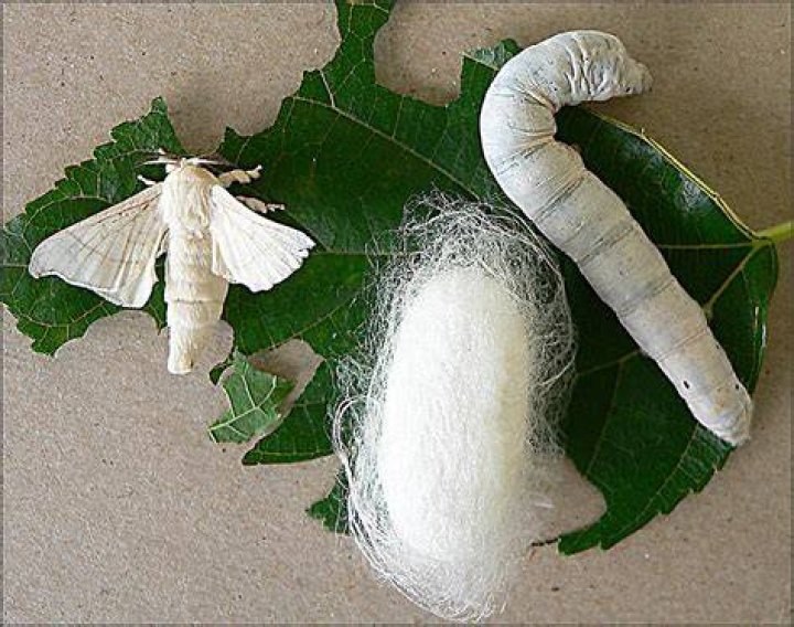 Can you raise silkworms?