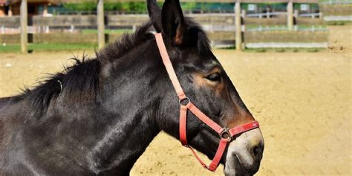 Can you ride a horse after vaccination?
