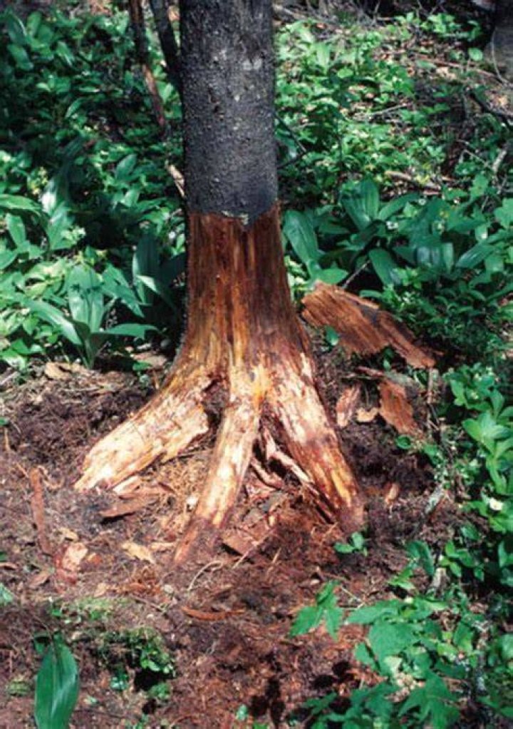 Can you save a tree with root rot?