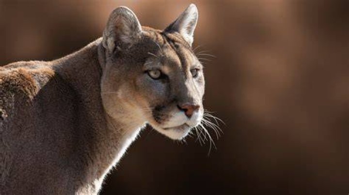 Can you shoot a cougar on your property in Oregon?