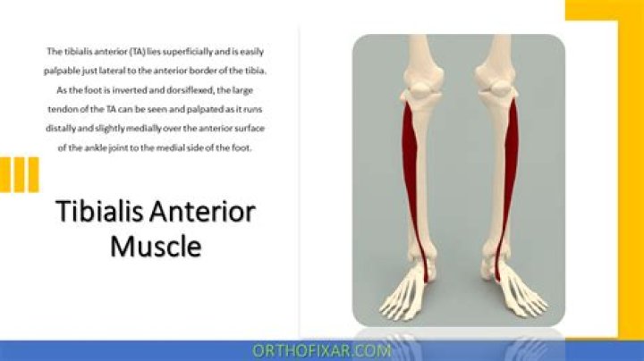 Can you sprain your tibialis anterior muscle?