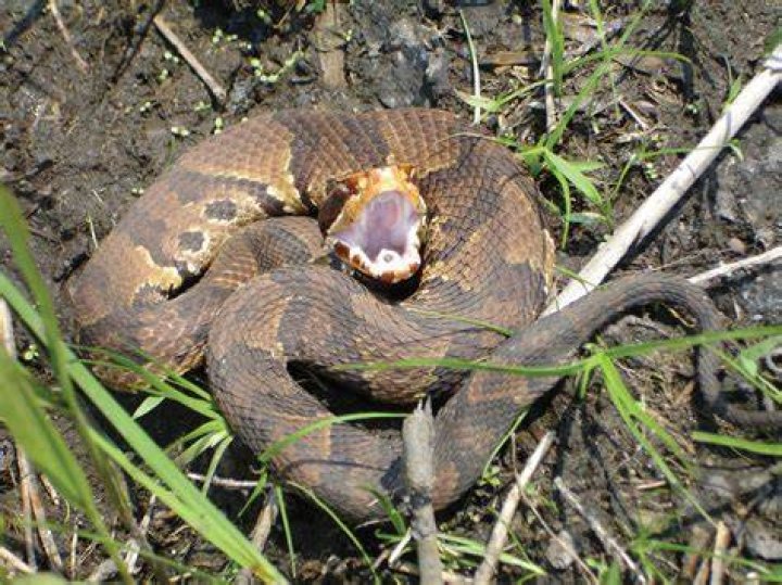 Can you survive a cottonmouth bite?
