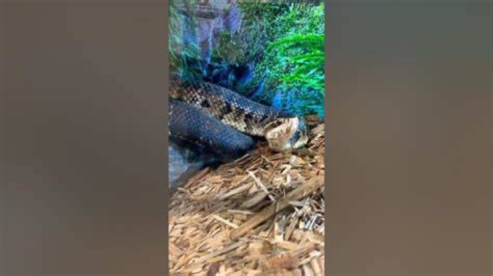 Can you survive a water moccasin bite?