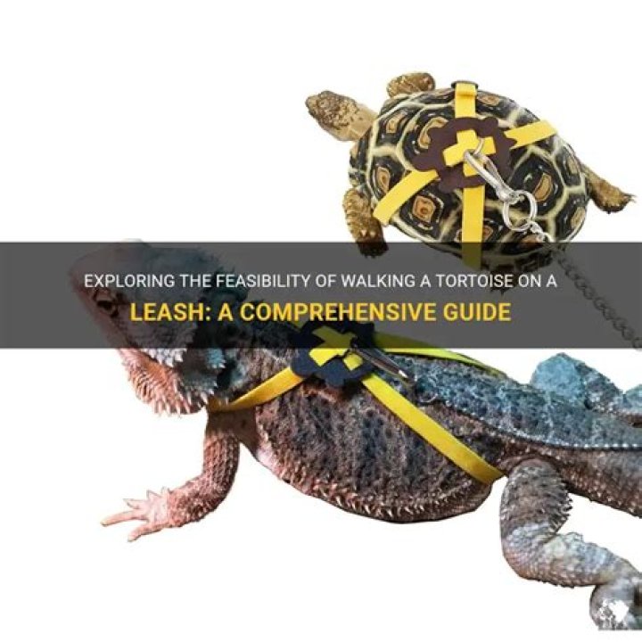 Can you take a tortoise for a walk?