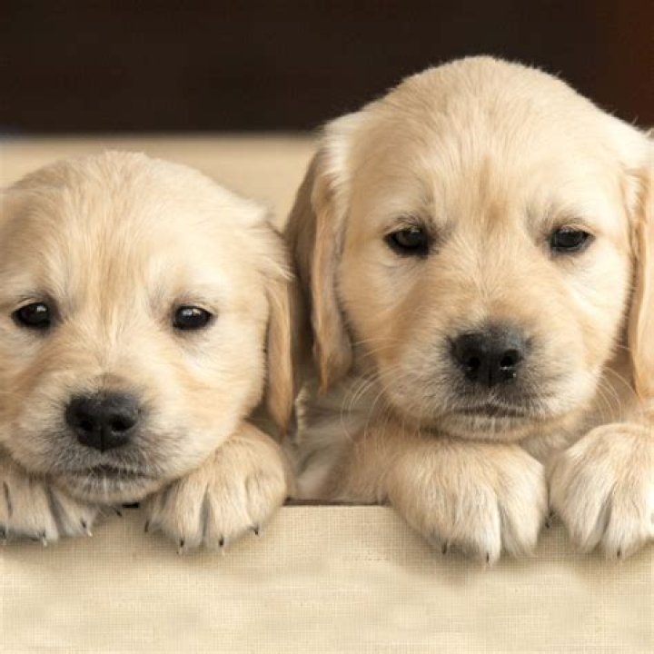Can you tap a puppy on the nose?