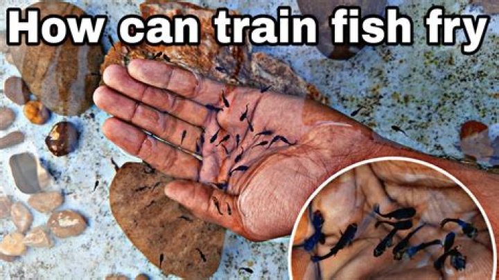 Can you train fish?