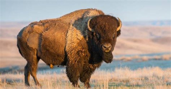 Did bison live in Florida?