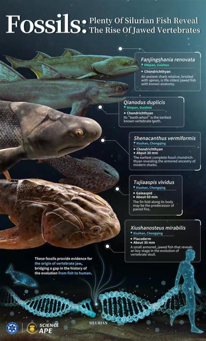 Did humans evolve from fish or apes?
