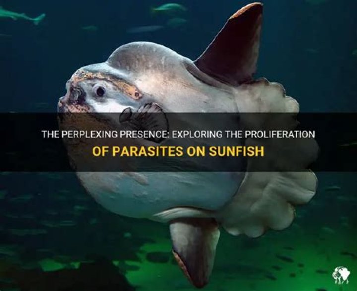Do all sunfish have parasites?